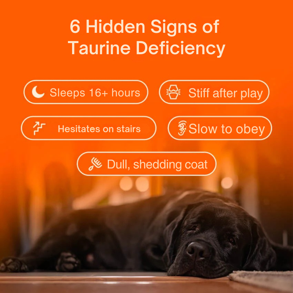 Pure Taurine Supplement