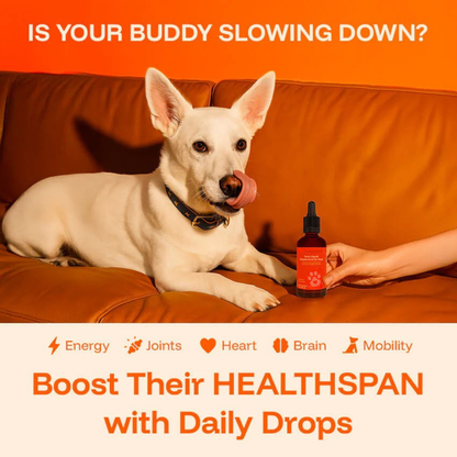Woofsupps™ Daily Longevity Drops