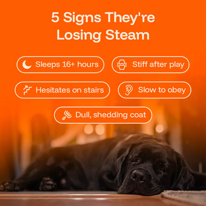 Woofsupps™ Daily Longevity Drops