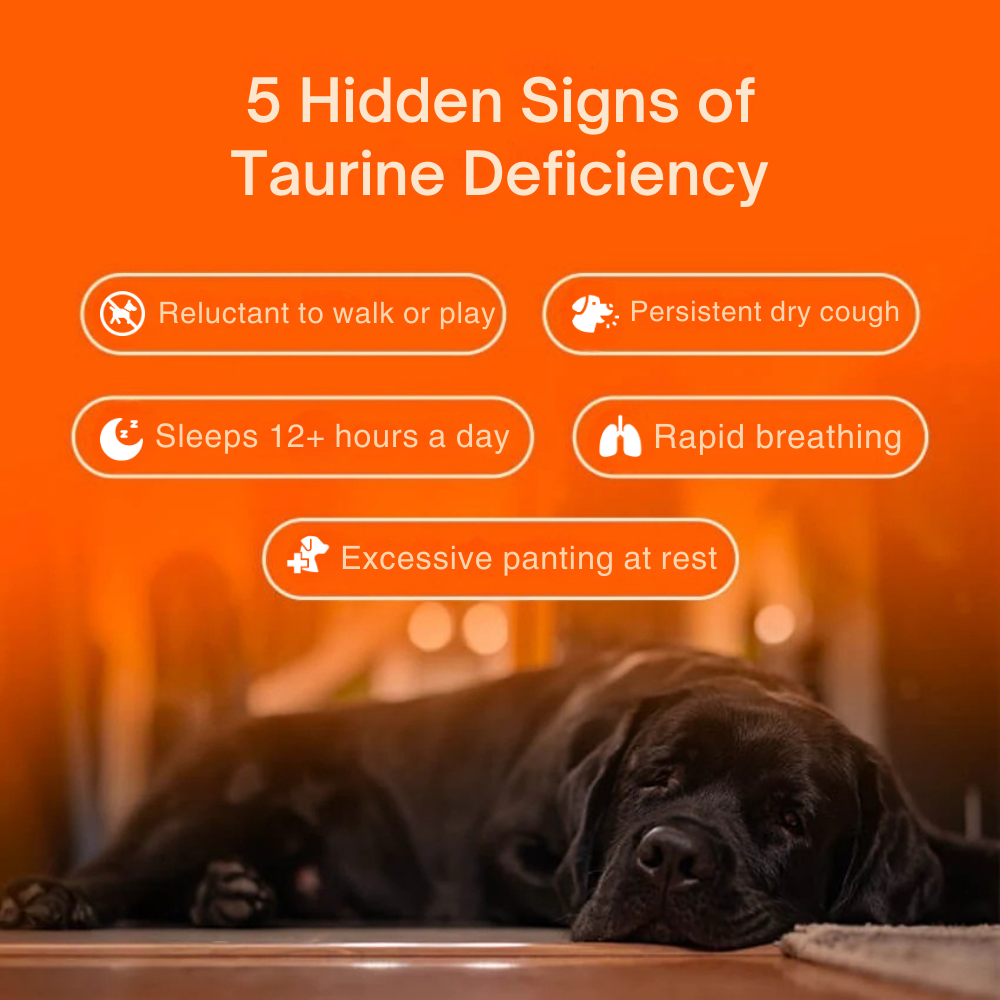 Pure Taurine Supplement