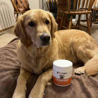 dog product 1.webp